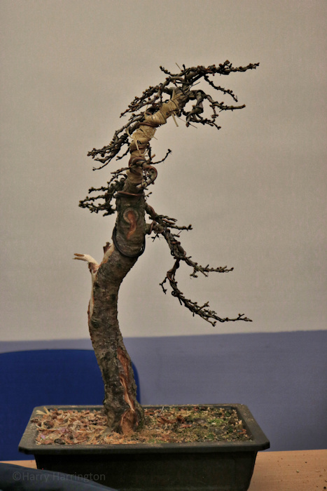 larch bonsai